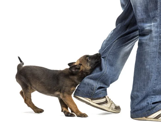 Dog biting the heal of a persons jeans. Dog bite attorney